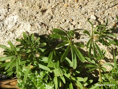 Galium aparine
