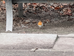 Erithacus rubecula