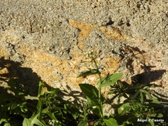 Capsella bursa-pastoris