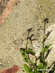 Capsella bursa-pastoris