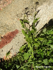 Capsella bursa-pastoris