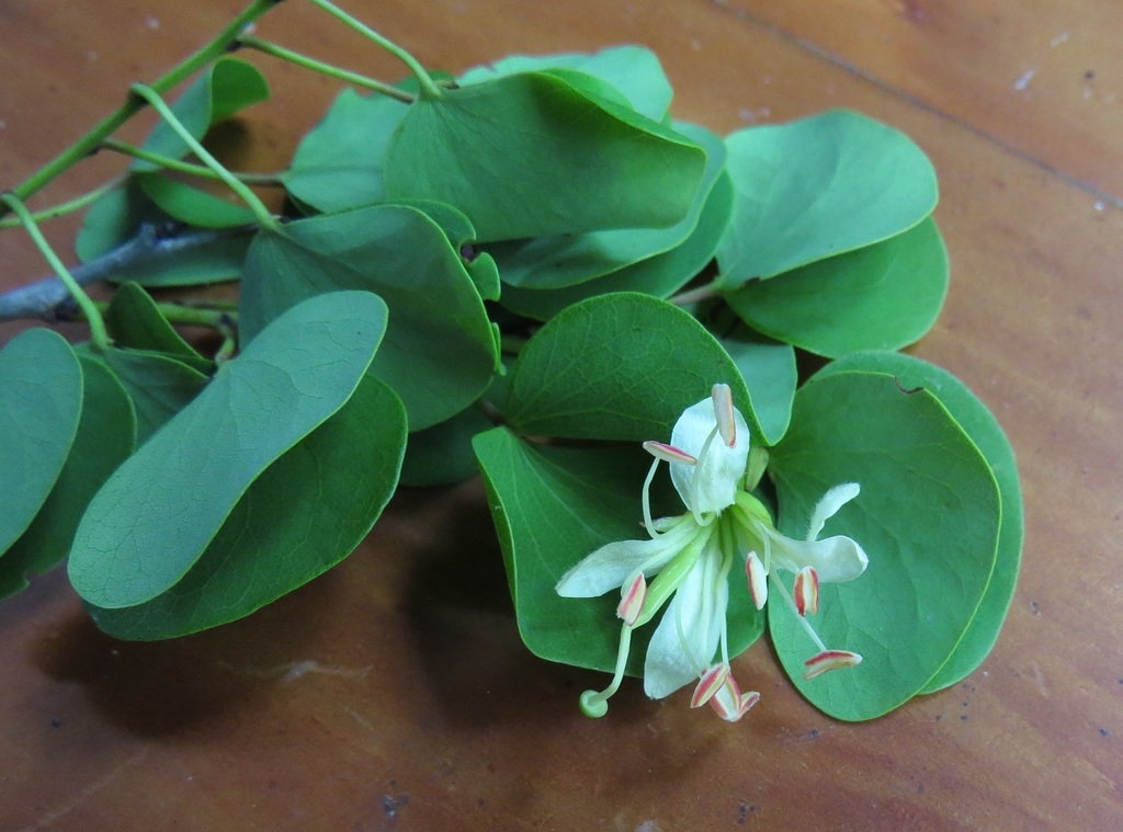 Lysiphyllum binatum (Blanco) de Wit 3