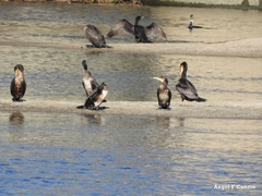 Phalacrocorax carbo