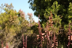 Watsonia fourcadei