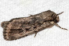 Dichagyris signifera