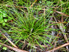 Carex ochrosaccus