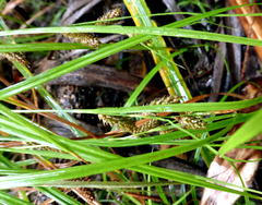 Carex ochrosaccus