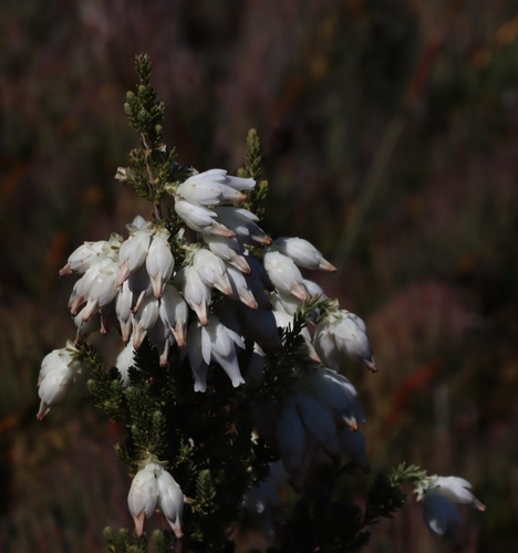 Erica monsoniana, photograph 6