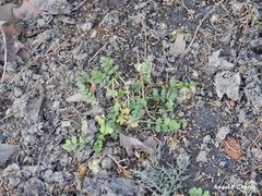 Erodium cicutarium
