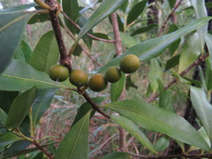 Alyxia spicata