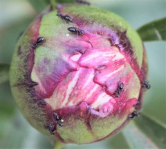 Technomyrmex jocosus