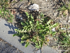 Taraxacum marginellum