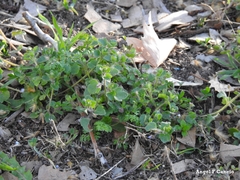 Veronica hederifolia
