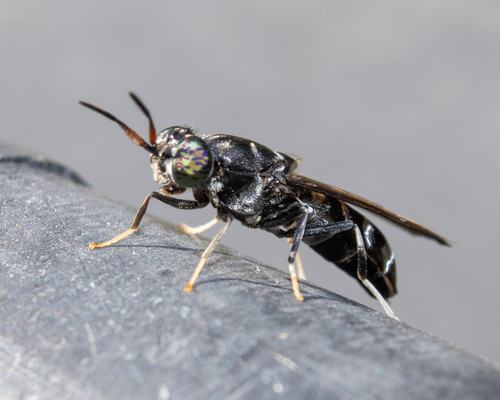 Unknown species found near Oklahoma, US