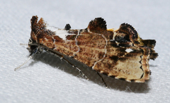 Arrade leucocosmalis