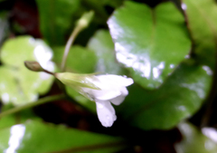 Mazus novaezeelandiae