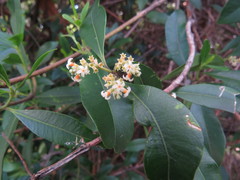 Alyxia spicata