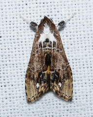 Arrade leucocosmalis