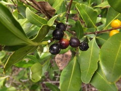 Alyxia spicata