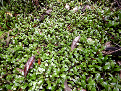 Mazus novaezeelandiae