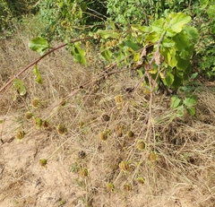 Helianthus silphioides