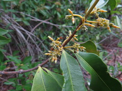 Alyxia spicata