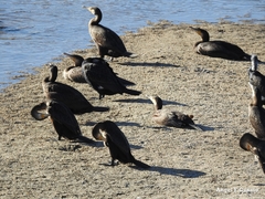 Phalacrocorax carbo