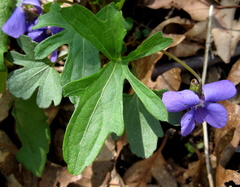 Viola palmata