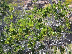 Ficus brachypoda