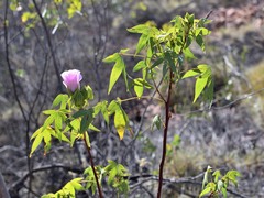 Gossypium robinsonii