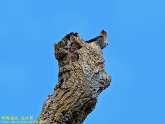 Hirundo domicola