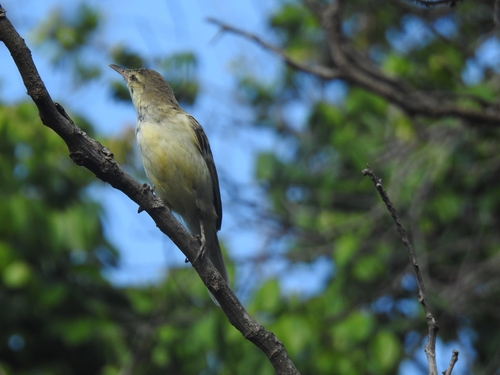 Acrocephalus mendanae, 2021-07-21