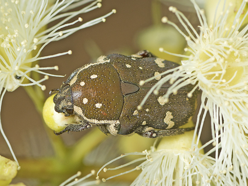 Brown Flower Beetle photo 3