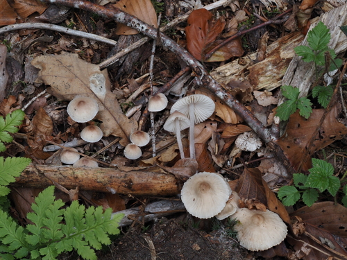 Rostfleckiger Helmling