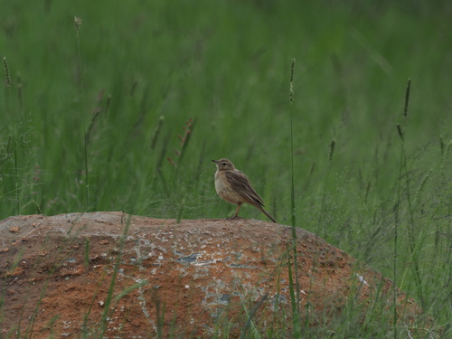 Buffy Pipit (Anthus vaalensis), photo 3