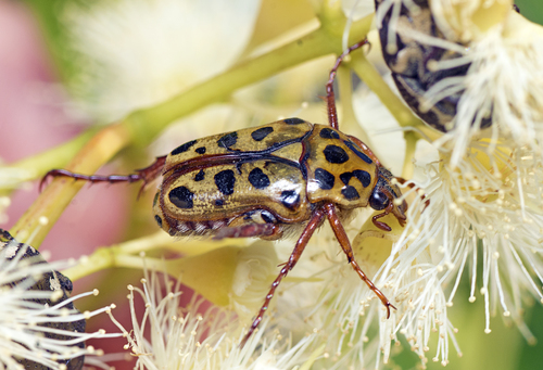 Punctate Flower Chafer photo 4