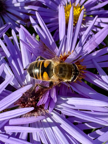 Unknown species found near Cape Elizabeth, ME, US