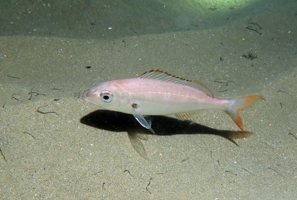 Axillary Seabream