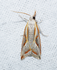 Arotrophora arcuatalis