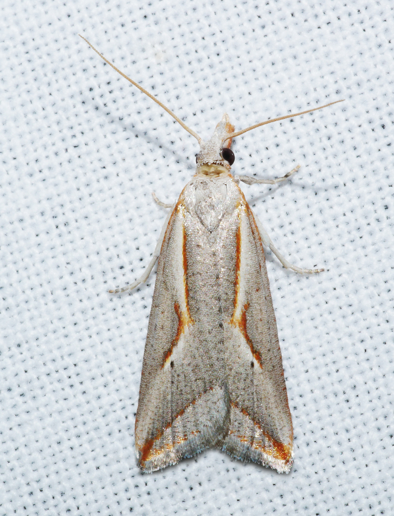 Arotrophora
