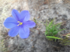 Aristea glauca