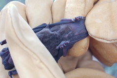Eumops bonariensis