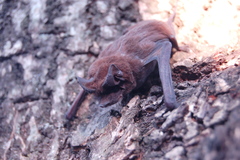 Eumops bonariensis