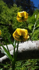 Lilium pyrenaicum