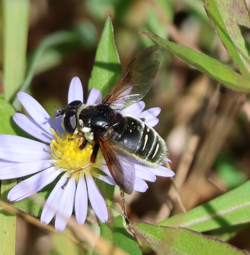 Unknown species found near Monson Center, Federal Hill Rd, Hollis, NH 03049, USA