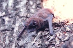 Eumops bonariensis