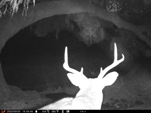 iNaturalist observation photo of Mule Deer