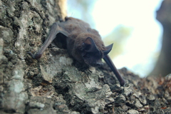 Eumops bonariensis