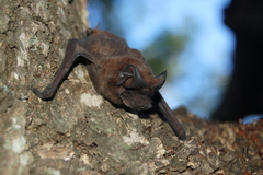 Eumops bonariensis