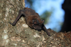 Eumops bonariensis